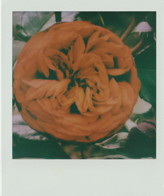 Garden Rose Stem